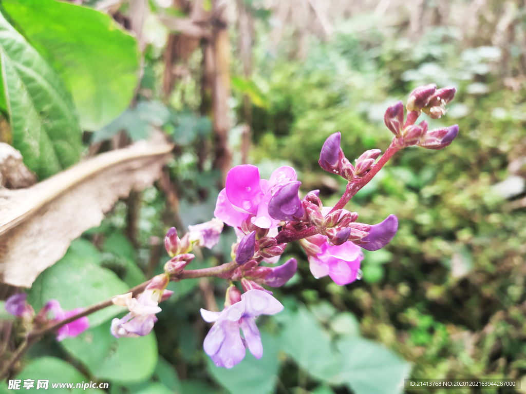 鲜花花朵花卉