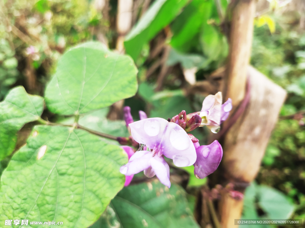 鲜花花朵花卉