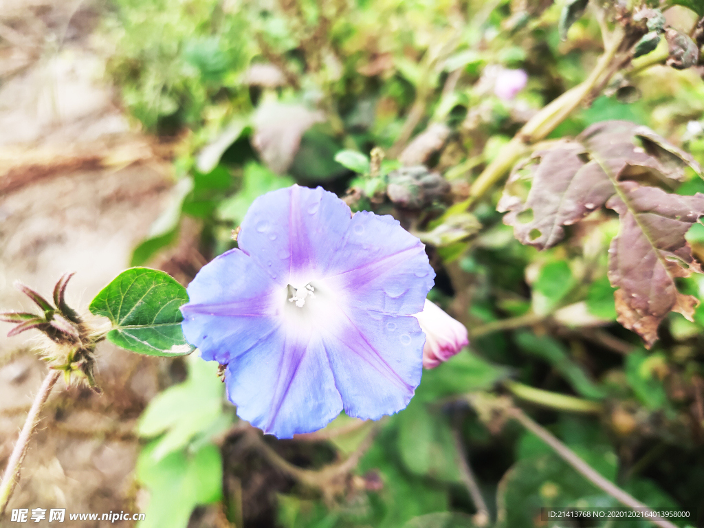 喇叭花花卉