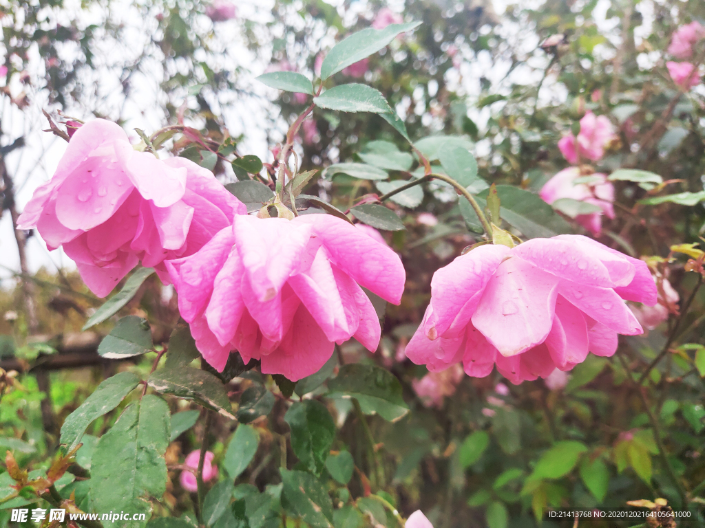 月季花朵花卉