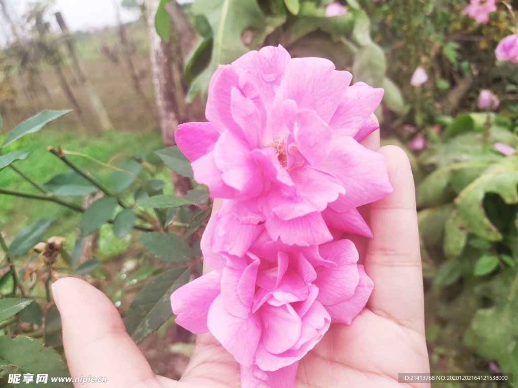 月季花朵花卉
