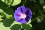 牵牛花 喇叭花