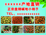 碱地柿子