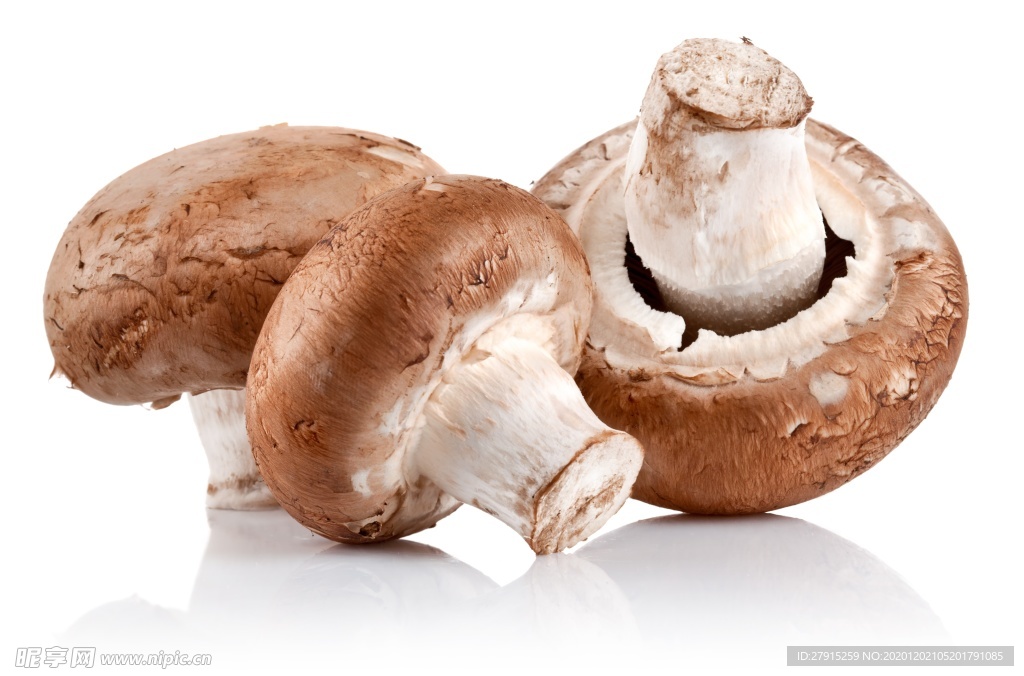 食用蘑菇