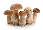 食用蘑菇