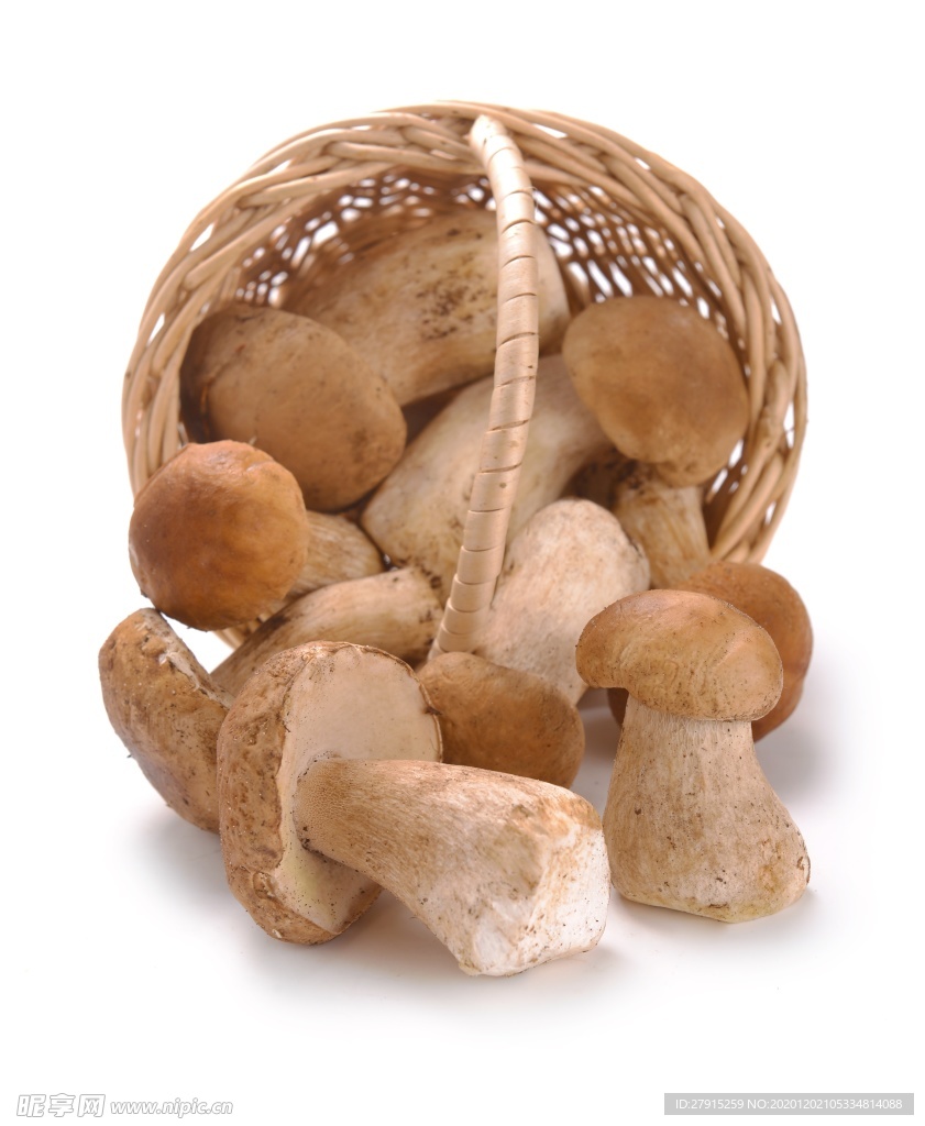 食用蘑菇