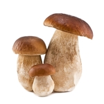 食用蘑菇