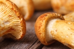 食用蘑菇