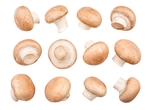 食用蘑菇