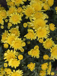 黄色菊花