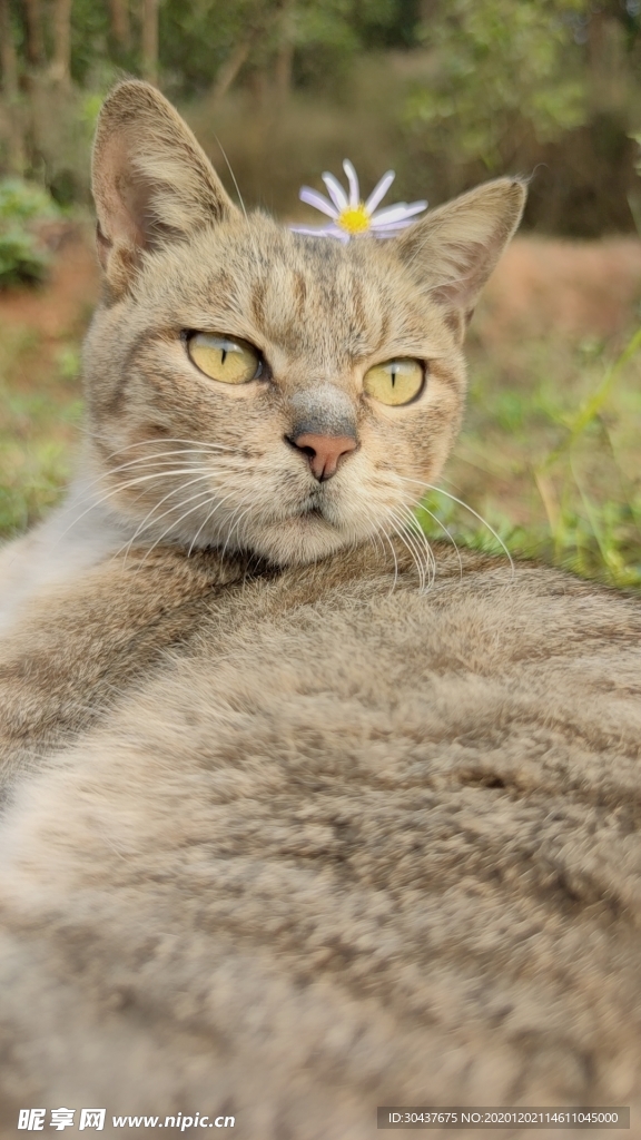 中华田园猫