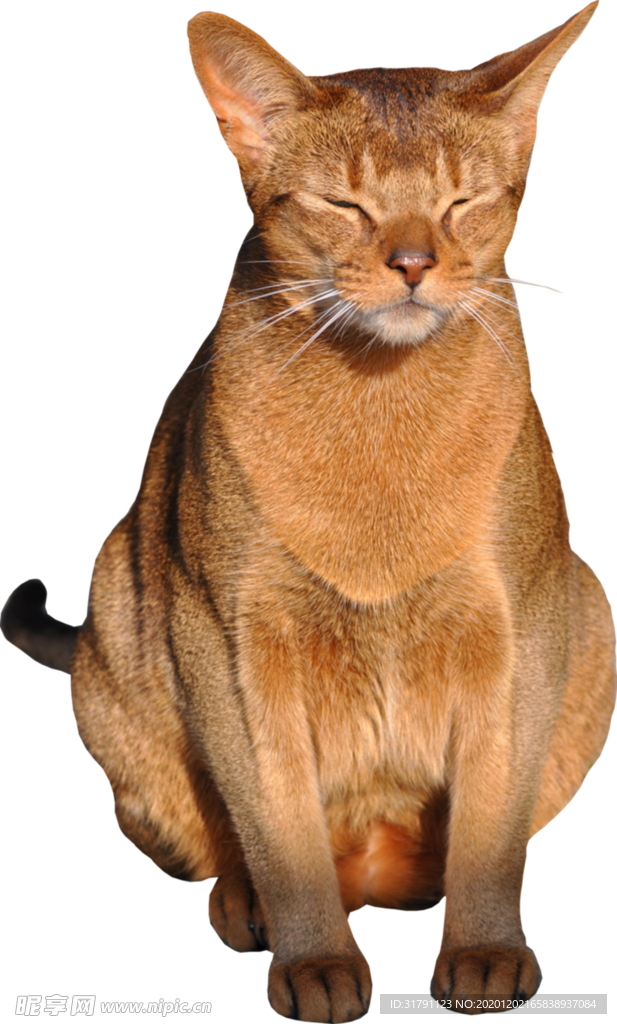 猫