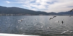 昆明滇池海鸥