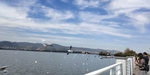 昆明滇池海鸥