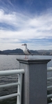 昆明滇池海鸥