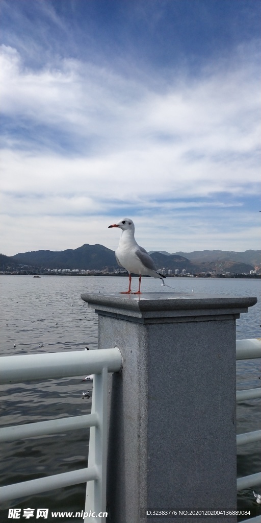 昆明滇池海鸥