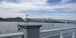 昆明滇池海鸥
