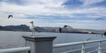 昆明滇池海鸥