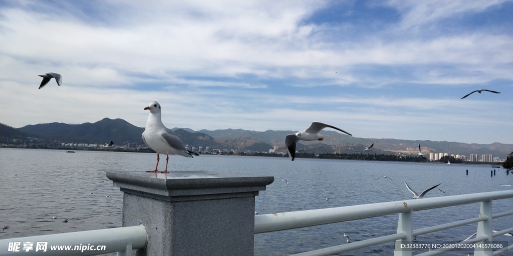 昆明滇池海鸥