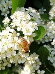 小蜜蜂 白花