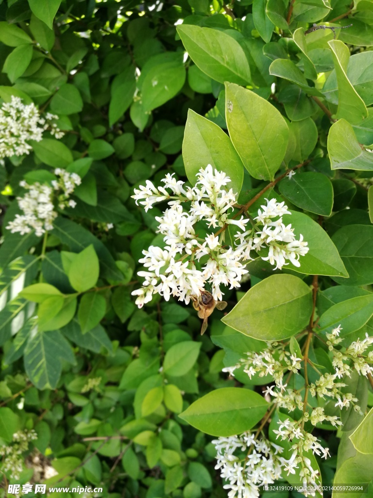 蜜蜂白花