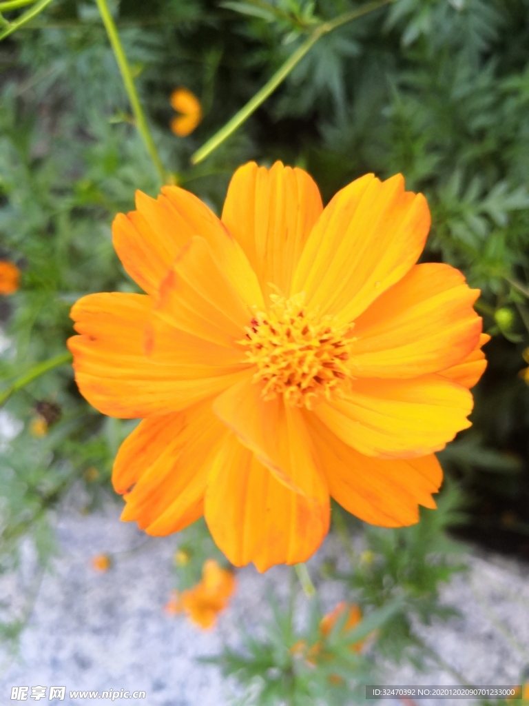 小区里的花坛