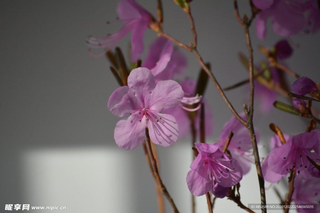 紫色干枝杜鹃花