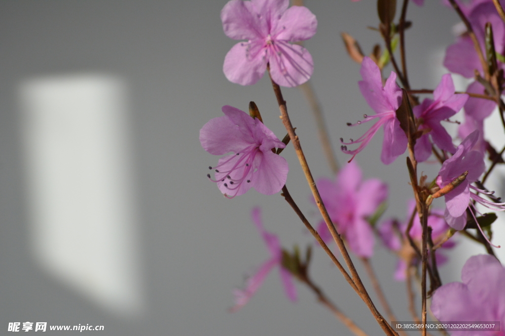 干枝杜鹃花