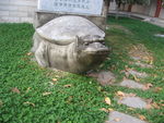 乌龟