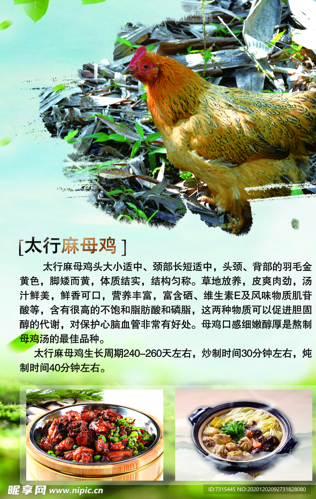 太行麻母鸡