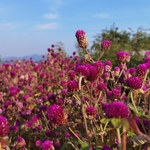 鲜花 风景