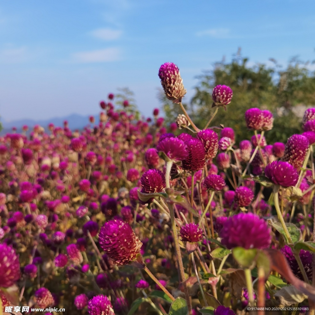 鲜花 风景