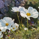 鲜花 白花 花朵