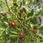 野酸枣 植物