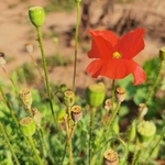 鲜花 虞美人