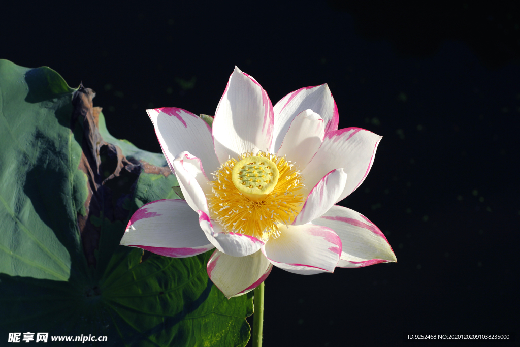 花莲