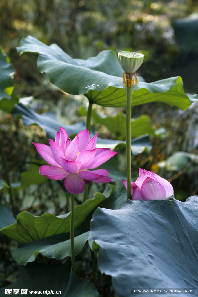 荷花池