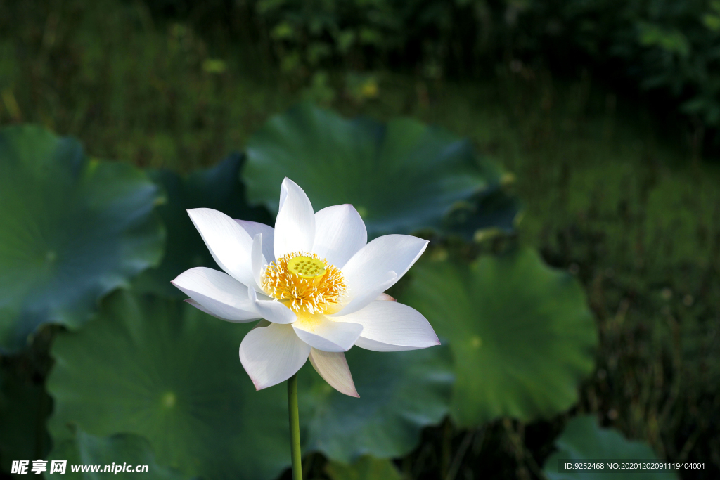 白莲花