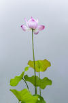 水芙蓉