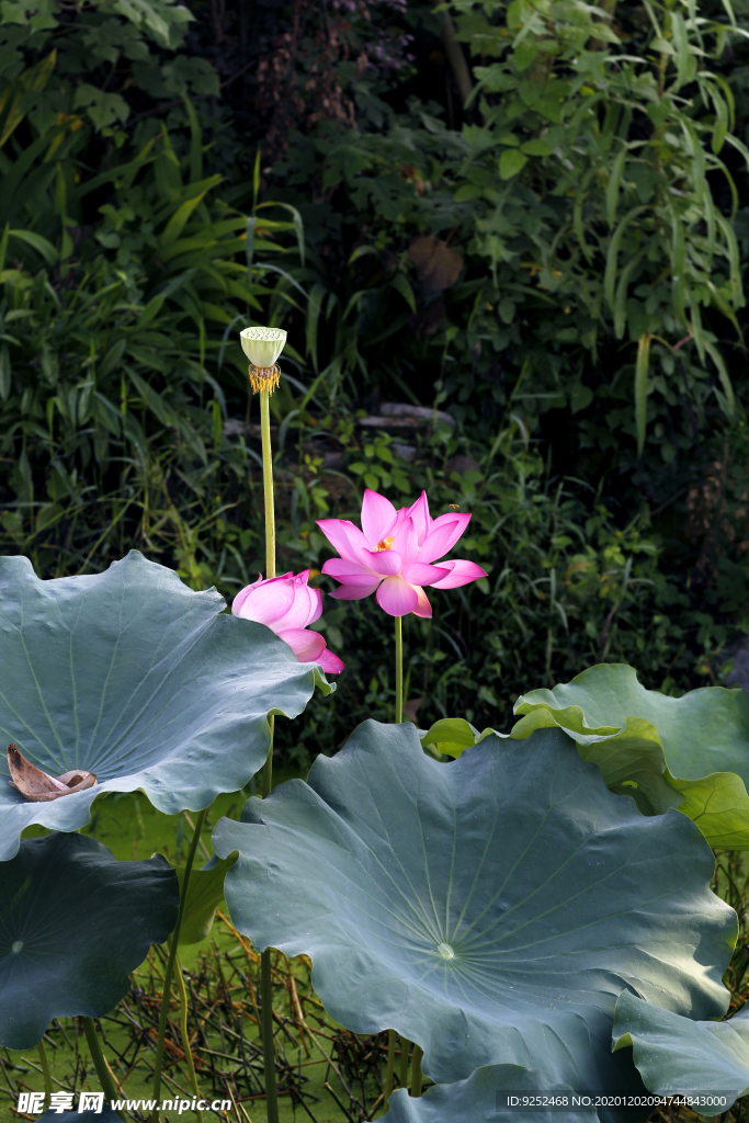 荷花池