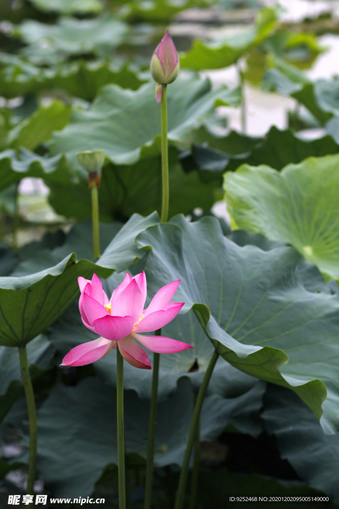 荷花池