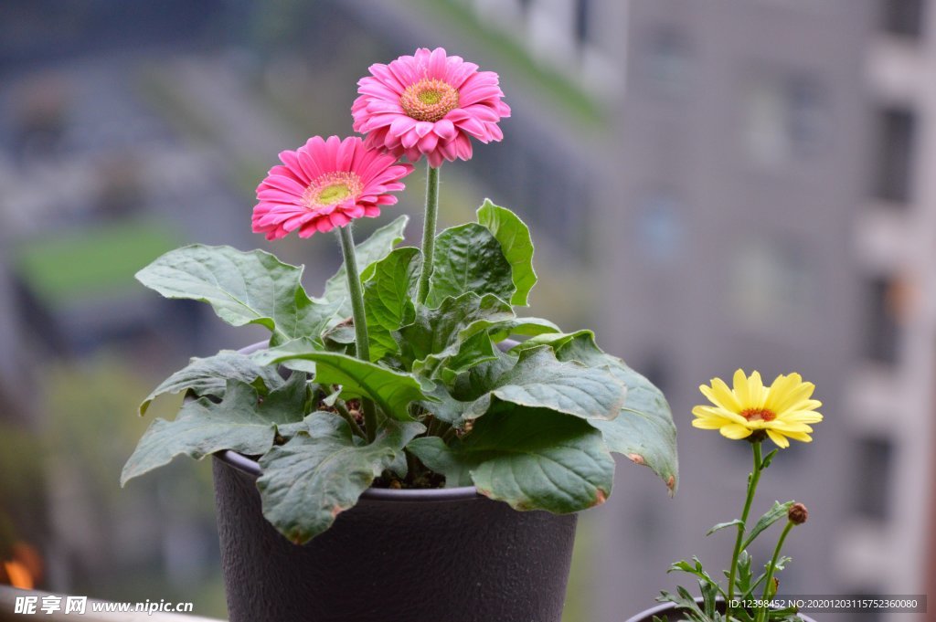 漂亮的非洲菊