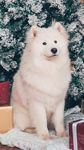 狗