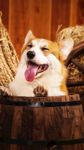 狗