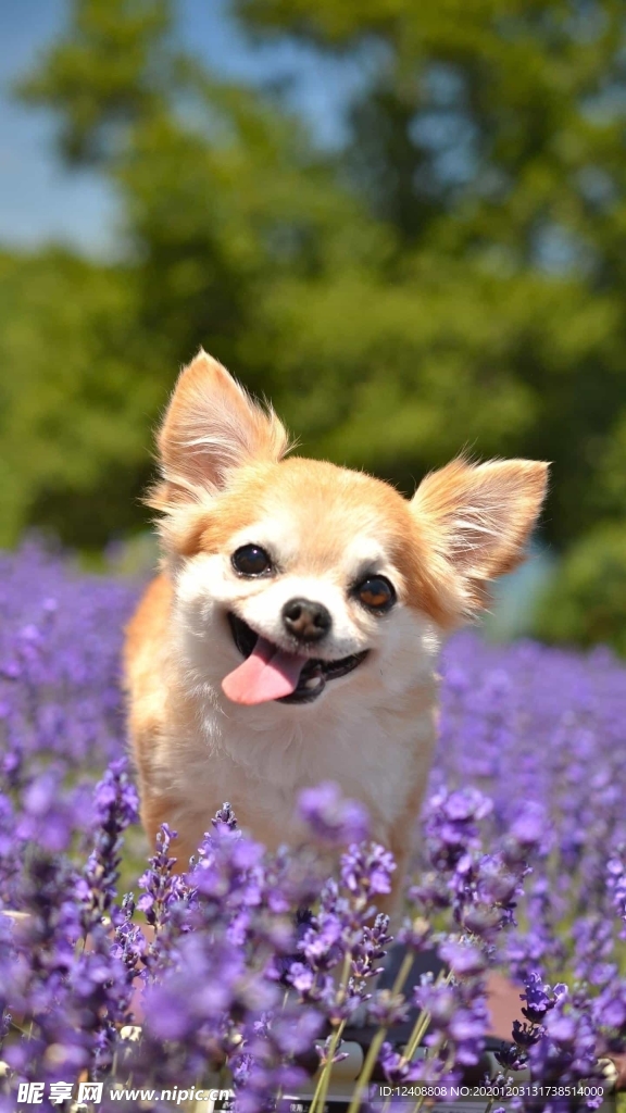 狗