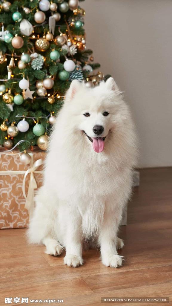 狗