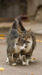 猫