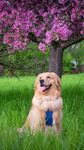 狗