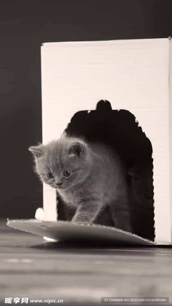 猫