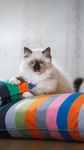 猫